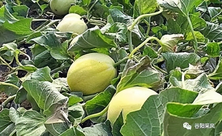 固镇美味香喷喷的小香瓜,话说固镇之722）