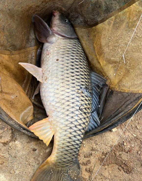 禁渔期海竿钓鱼,邕江禁渔期可以钓鱼