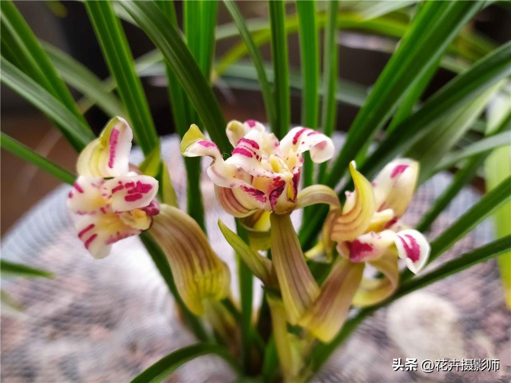 最高贵最好养的兰花,现在最值得入手的兰花