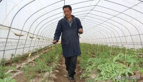 用土霉素小苏打怎样种植农作物,金针菇小苏打二次种植方法