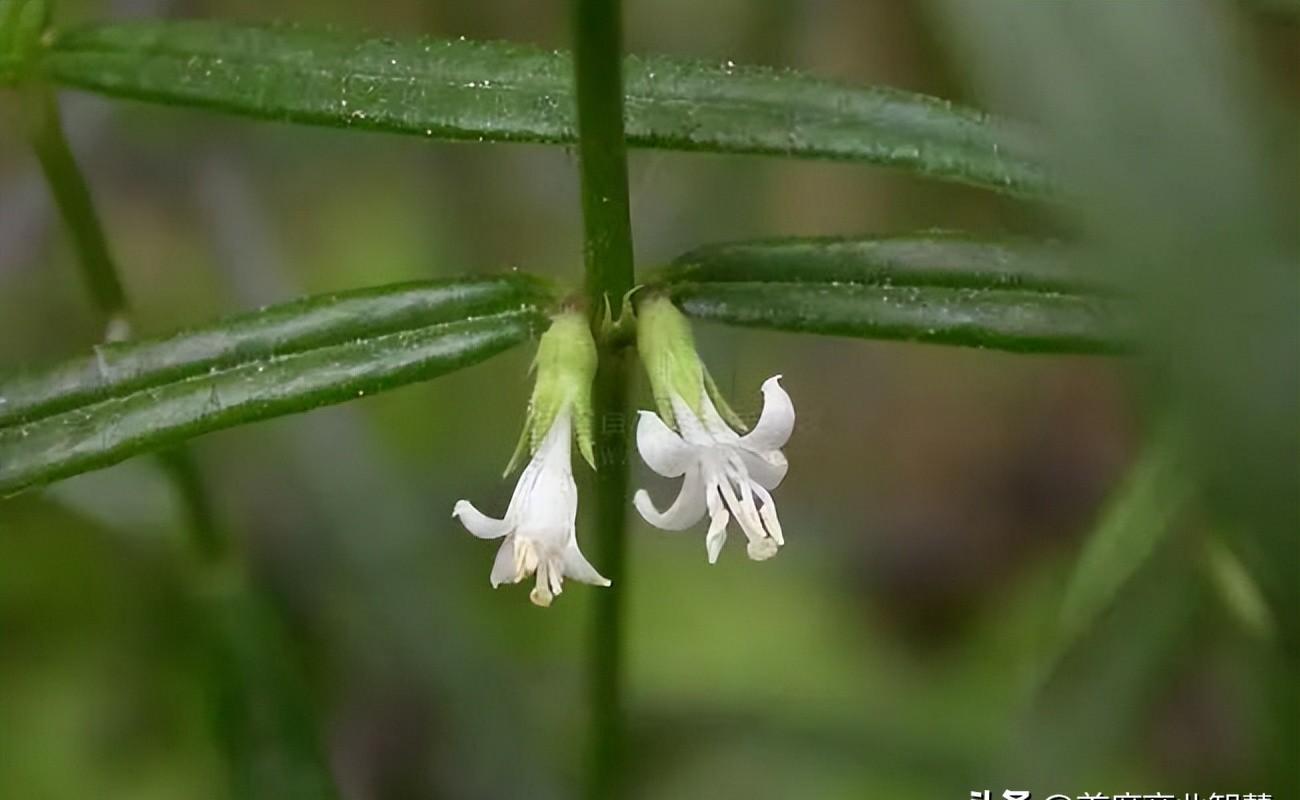 80年代销售达到百亿的饮料,十大畅销饮料销量