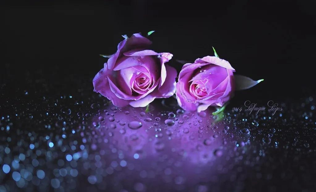 玫瑰花ins高级质感背景图,玫瑰花背景图高清图