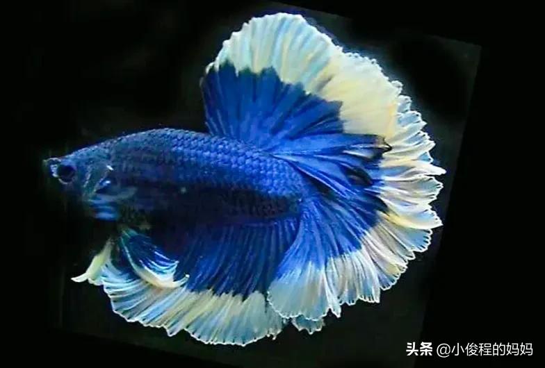 泰国斗鱼的图片大全集,泰国斗鱼公母混养