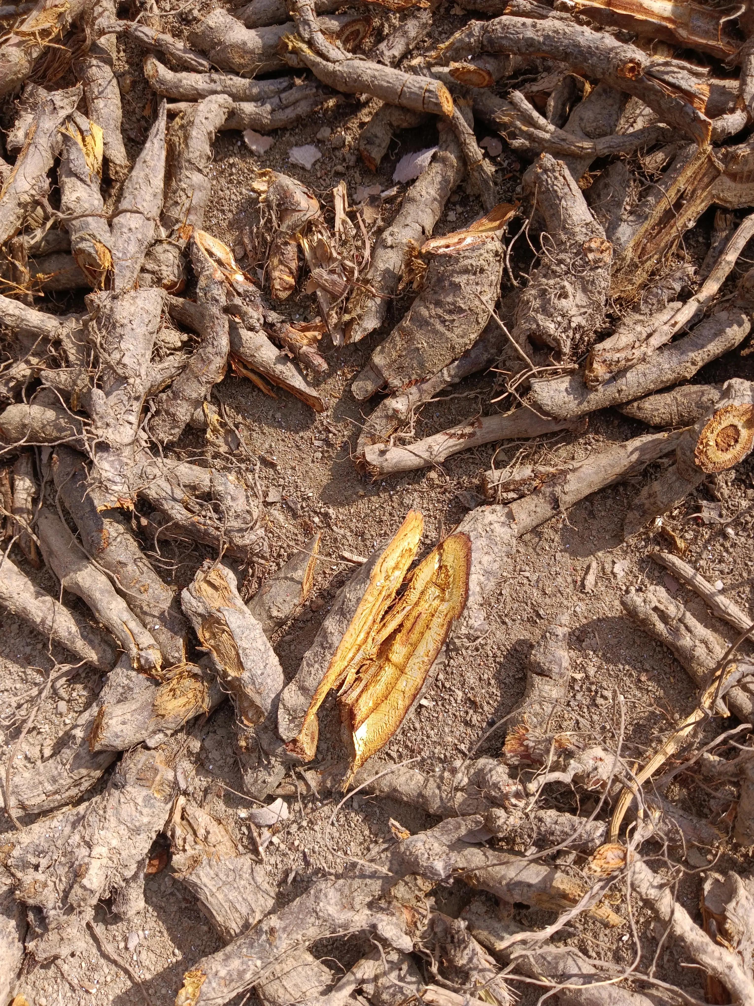 小时候割麦子挑水,小时候父亲割麦子