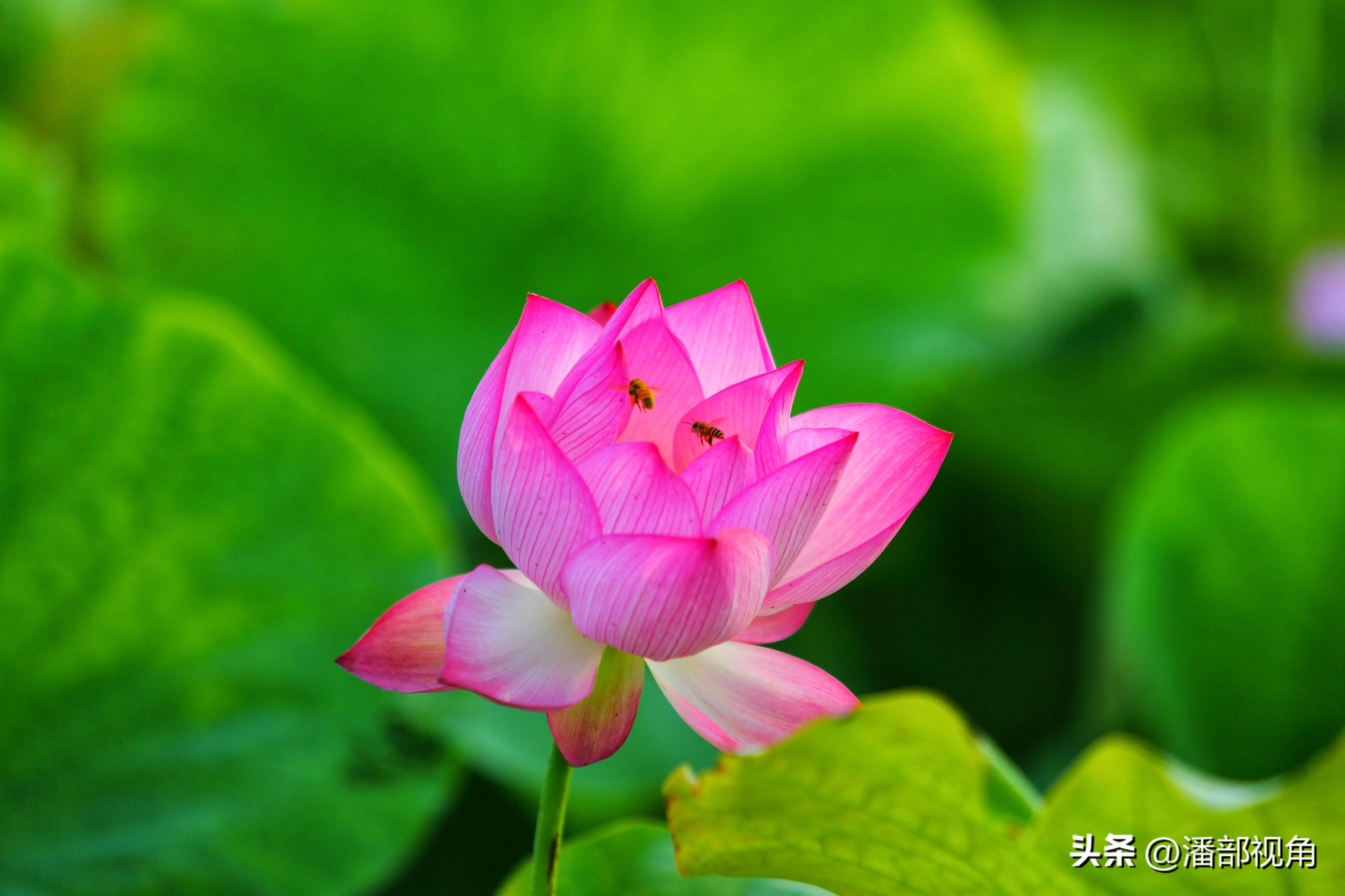 无锡七月底哪里的荷花开了,无锡太湖荷花开了吗