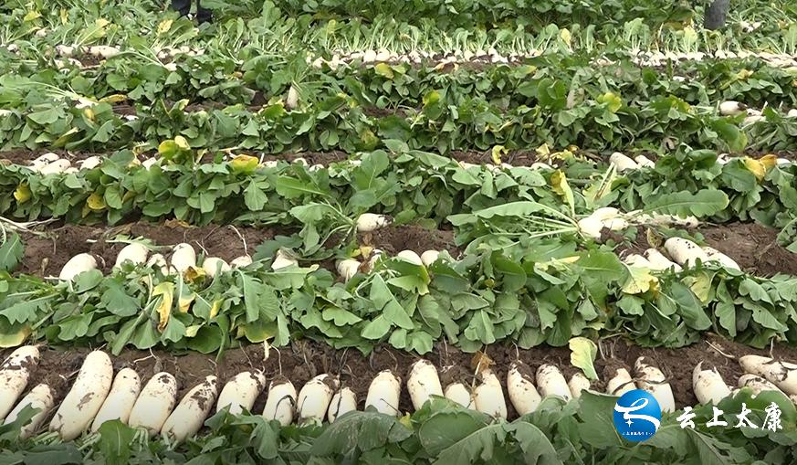 太康县助力三农,太康发展特色产业促农增收