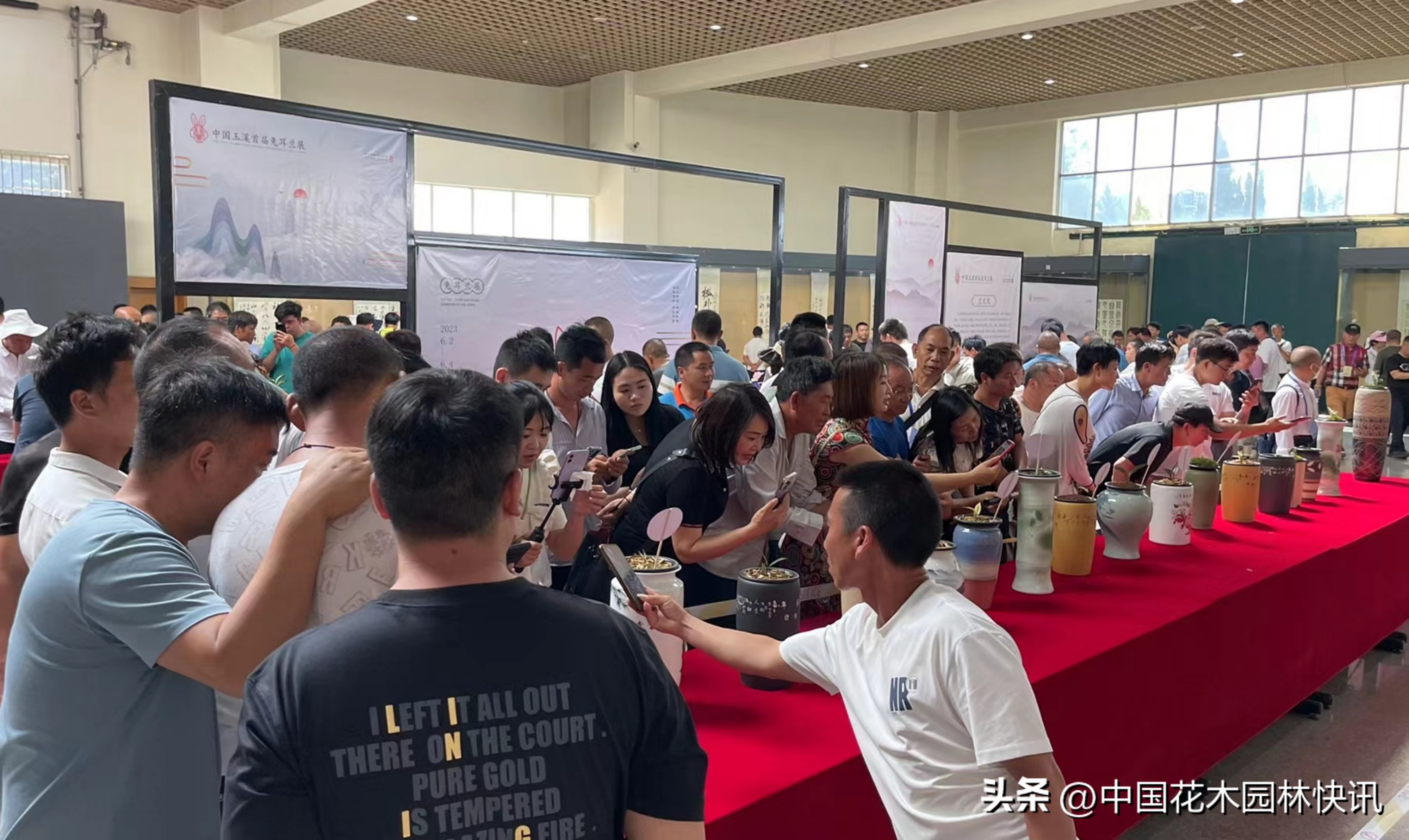 两岸一家亲共筑兰花梦中国玉溪首届兔耳兰展成功举办