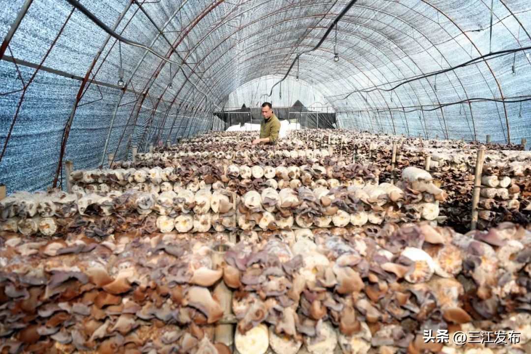 发展特色种植助力脱贫攻坚地图,脱贫攻坚小香菇成脱贫增收好产业