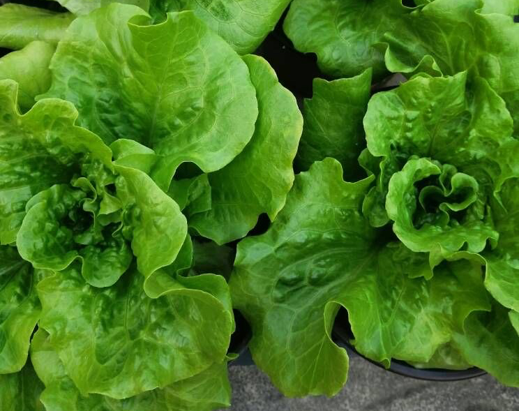 阳台种菜种什么最好活,阳台种菜种哪些长得比较快