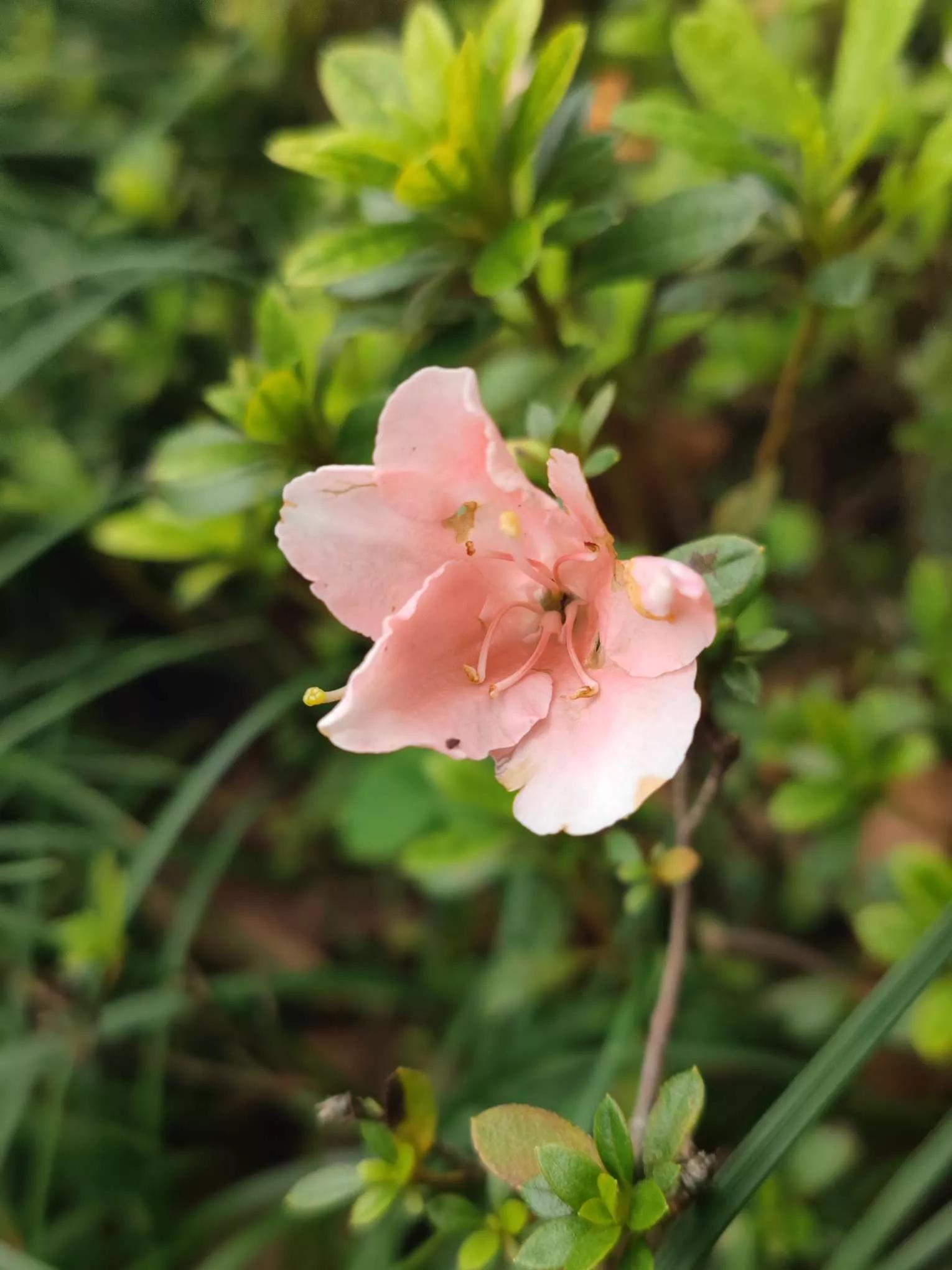 花草种类名称介绍,各种各样的花草名称大全