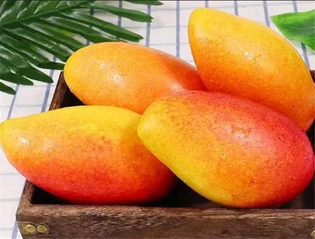 贵妃芒汶阳催熟,贵妃芒怎么判断是熟的
