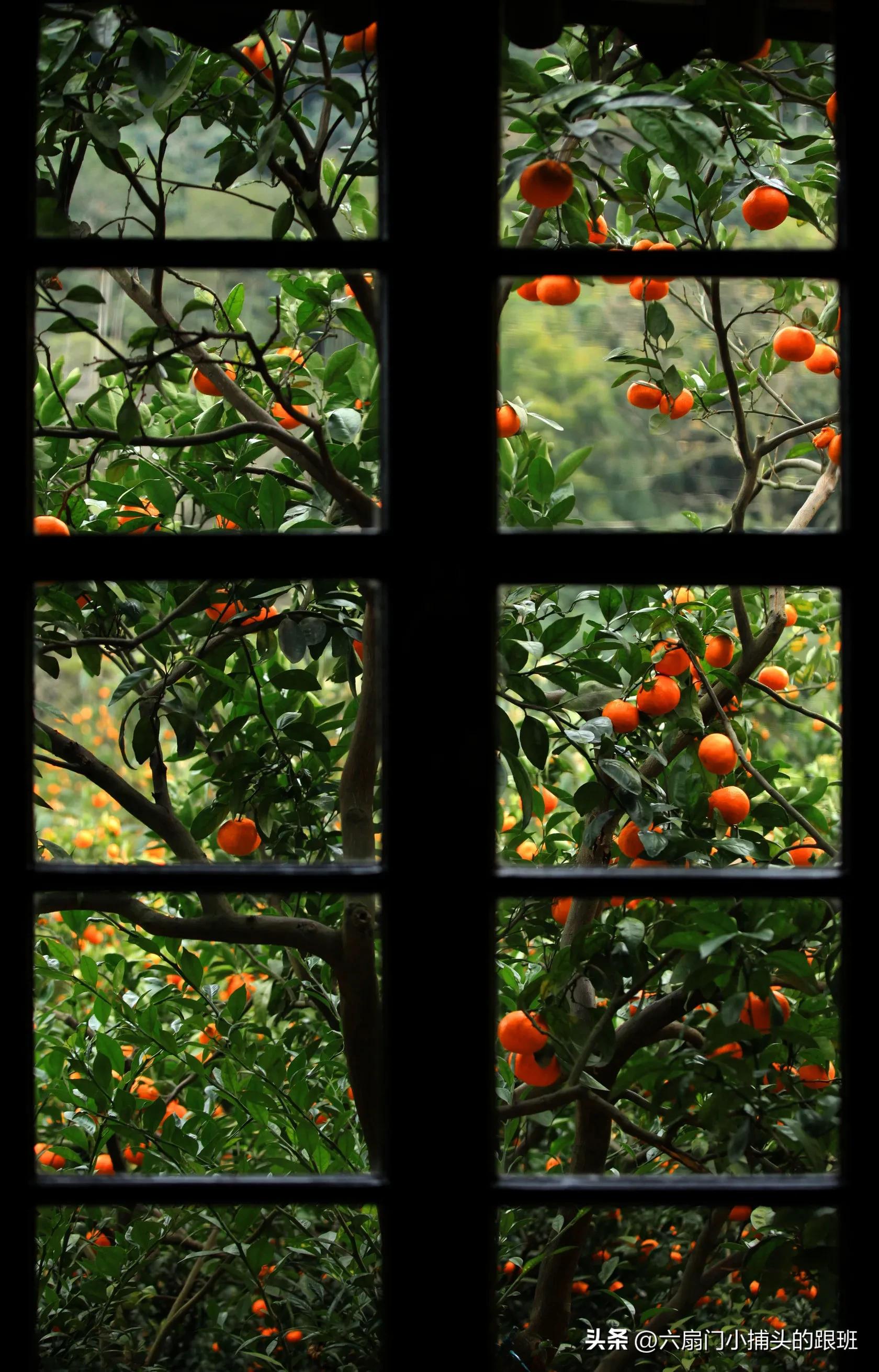 懂懂日记全集,懂懂日记和艾浪笔记