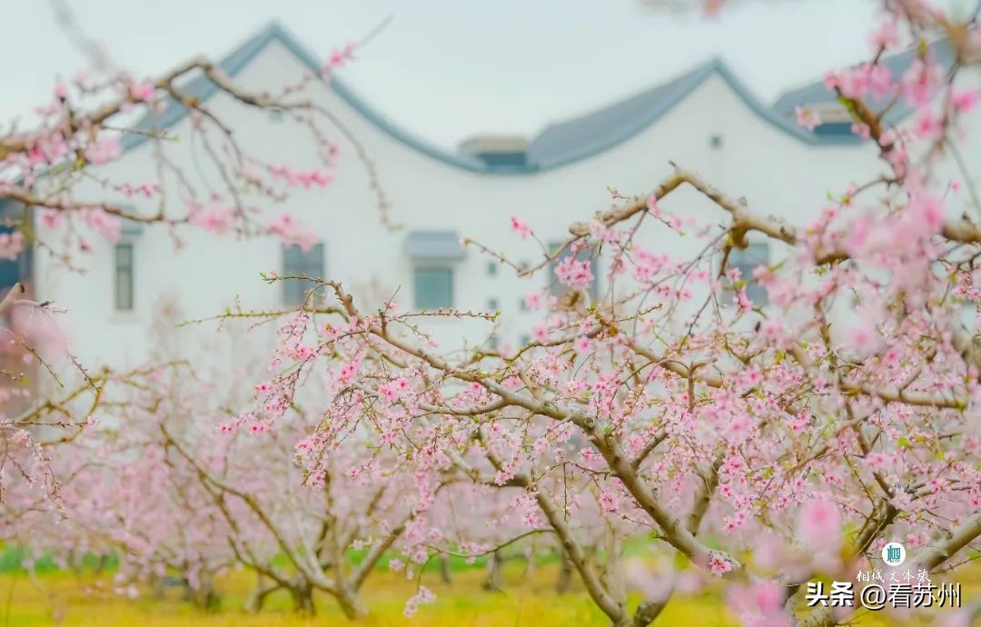 苏州赏花的地方,苏州三月中旬赏花去处