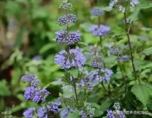 头痛草的图片,头痛草图片