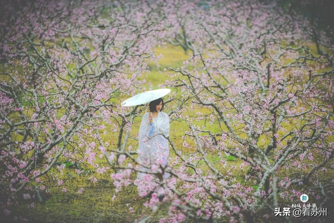 苏州赏花的地方,苏州三月中旬赏花去处