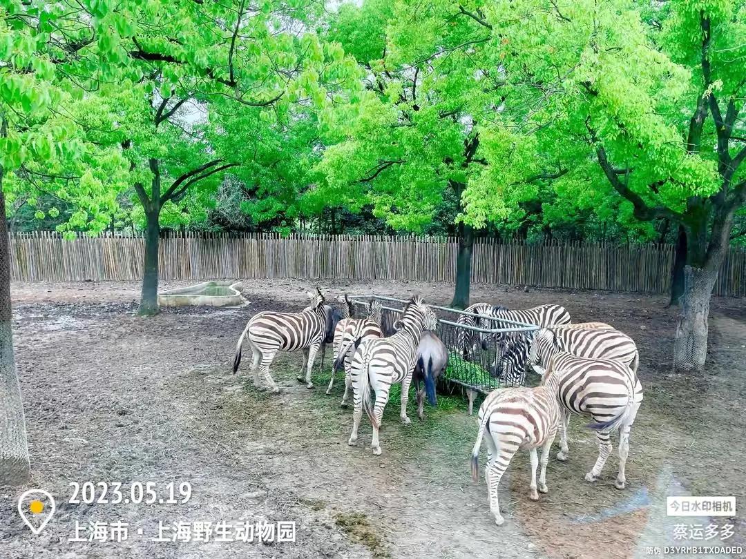 上海野生动物园和上海动物园,上海野生动物园过年营业时间
