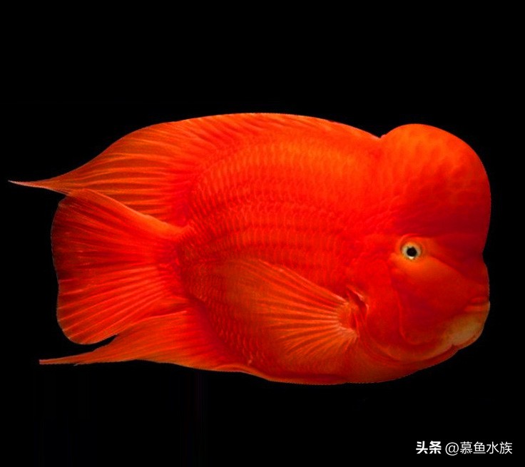 新手养鱼如何选鱼缸,新手养鱼怎样选择小鱼缸