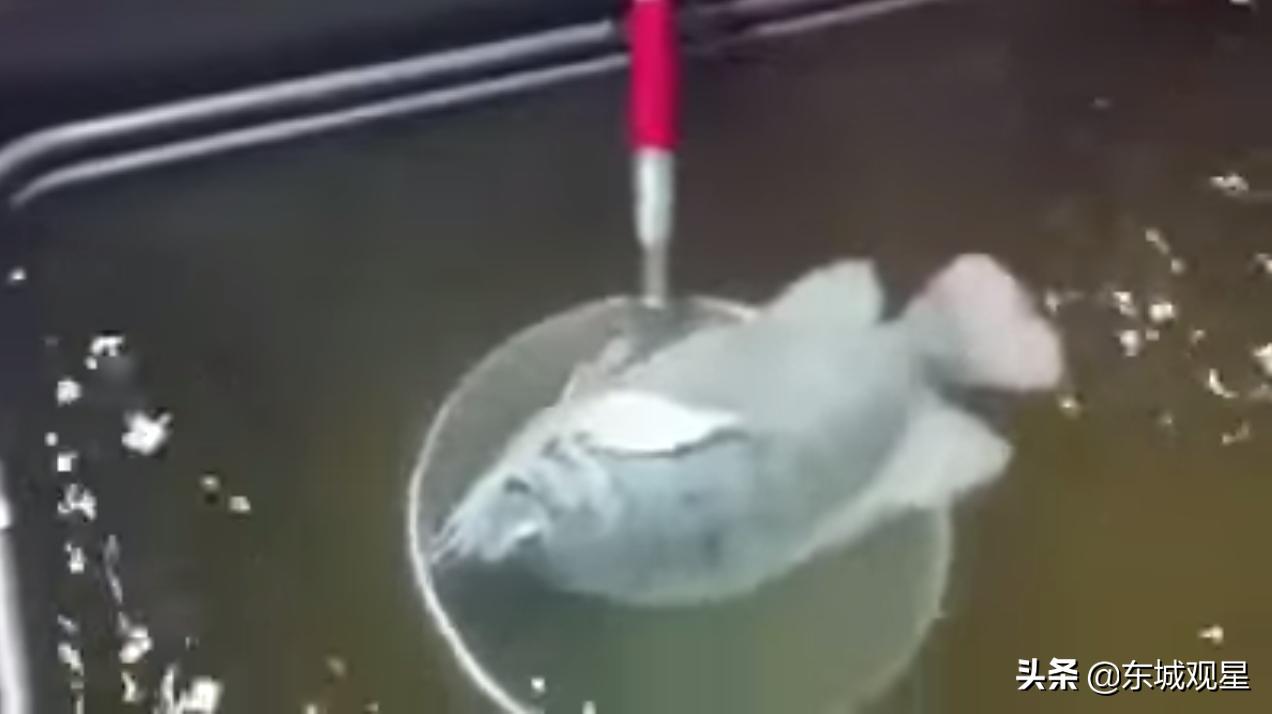 液氮冻鱼复活,液氮冻鱼复活什么原理