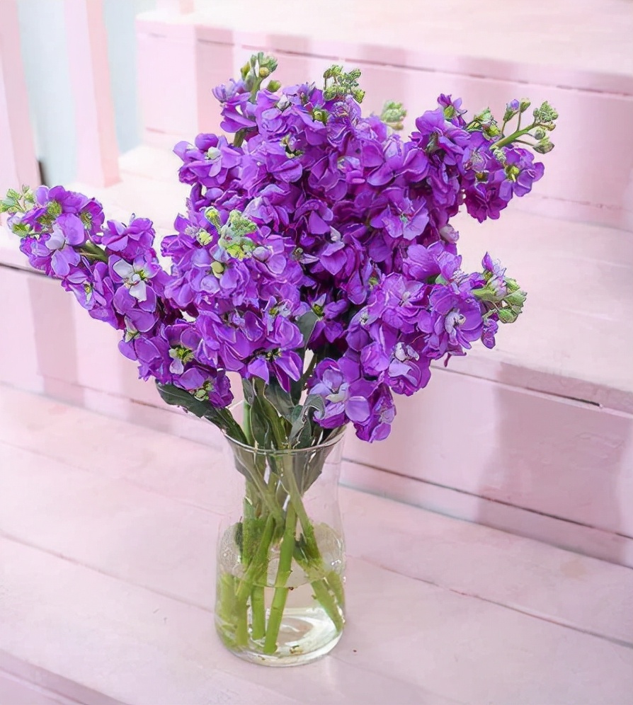 每日一花免费阅读全集,每日一花9977