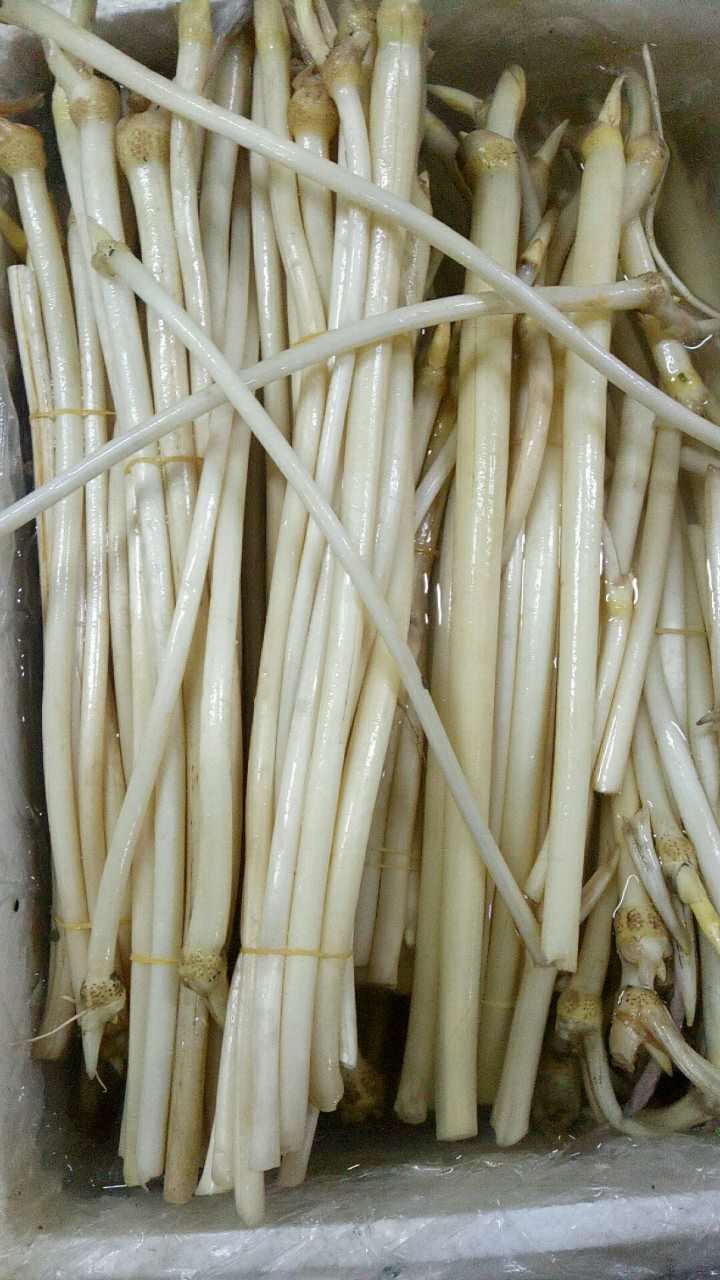 可以吃的野菜大全100种图解,教你认识100种野菜