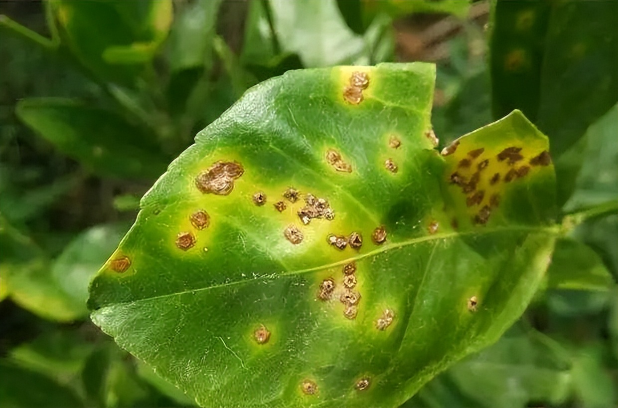 快速检测真菌感染,快速识别作物病害