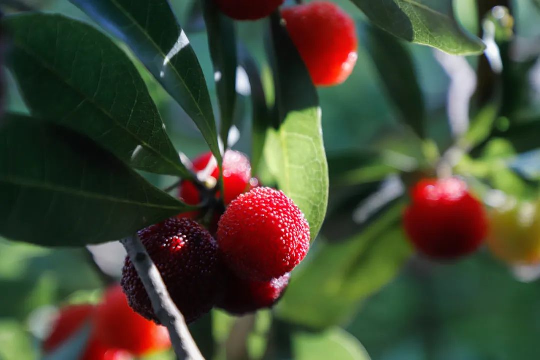 90后辞职回村种植中药材,90后夫妻放弃城市工作回乡当果农