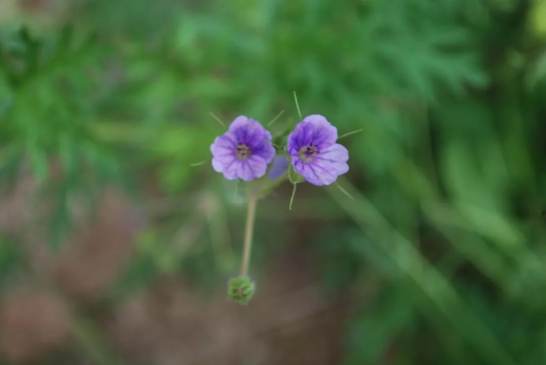 150种常见药用植物大全,150余种常见药用植物花期组图
