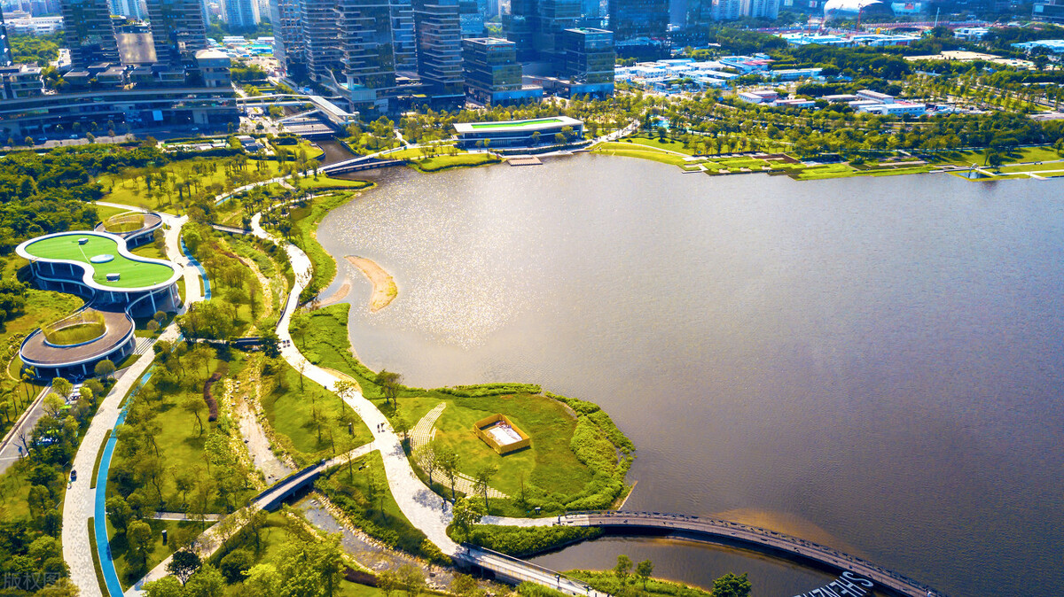 深圳湾公园为什么有海鸥呢,深圳湾公园有什么特点