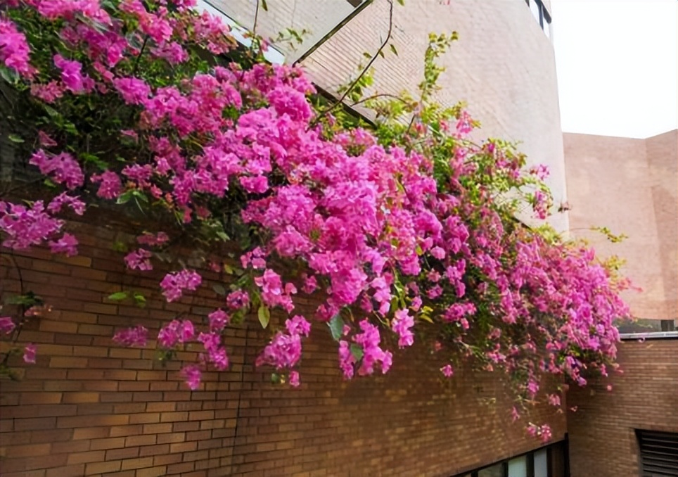 它是“花中劳模”，种植简单，开花量较多，庭院阳台皆可种