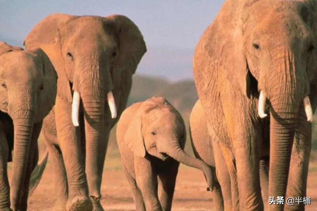 为什么不能招惹发情期的大象,大象发情期是什么样的