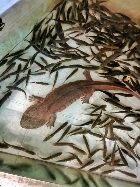 养100只娃娃鱼一年能挣多少钱,养娃娃鱼赚不赚钱