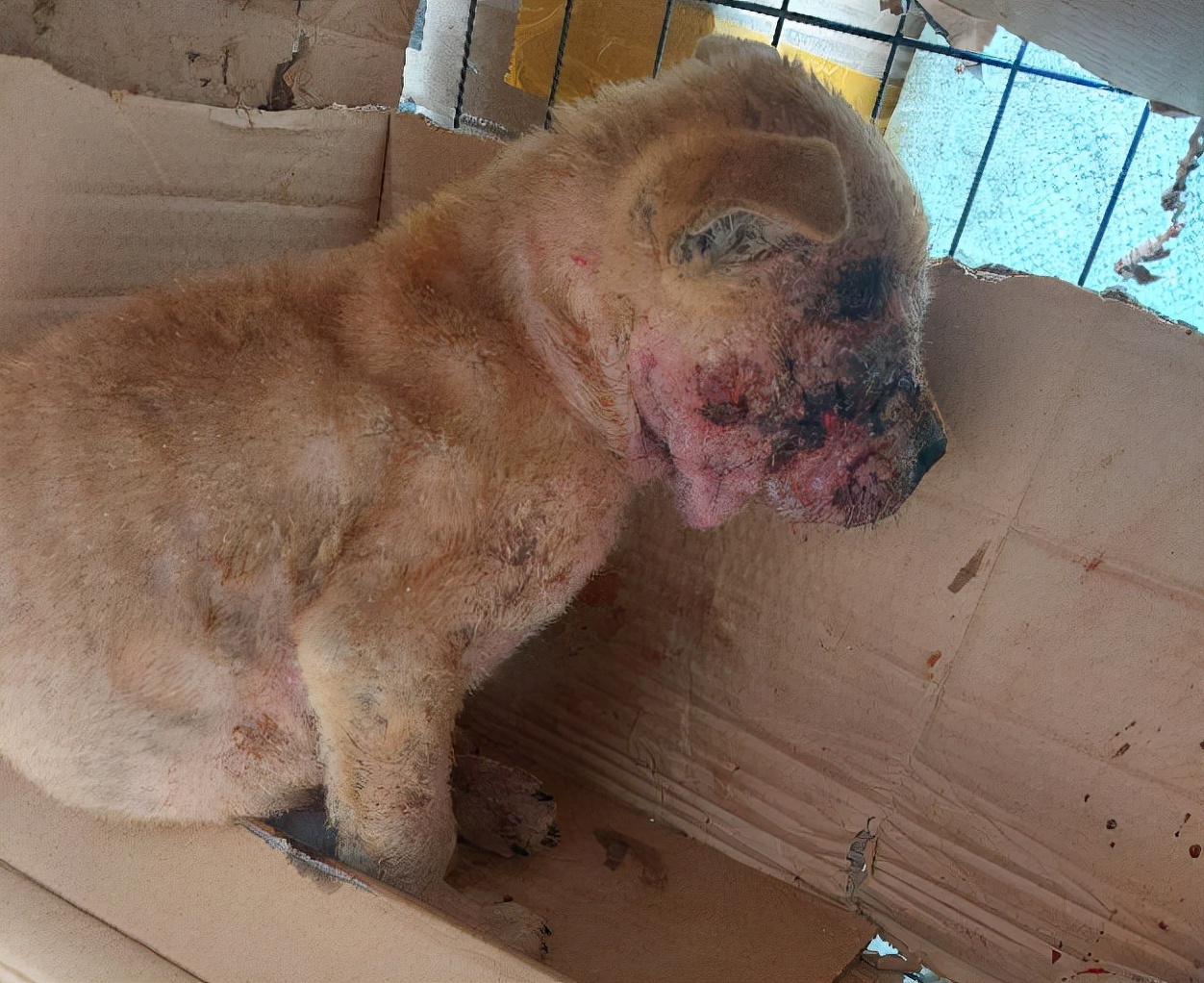 狗狗脓皮病溃烂伤口怎么处理,狗狗脓皮癣怎么治疗最有效