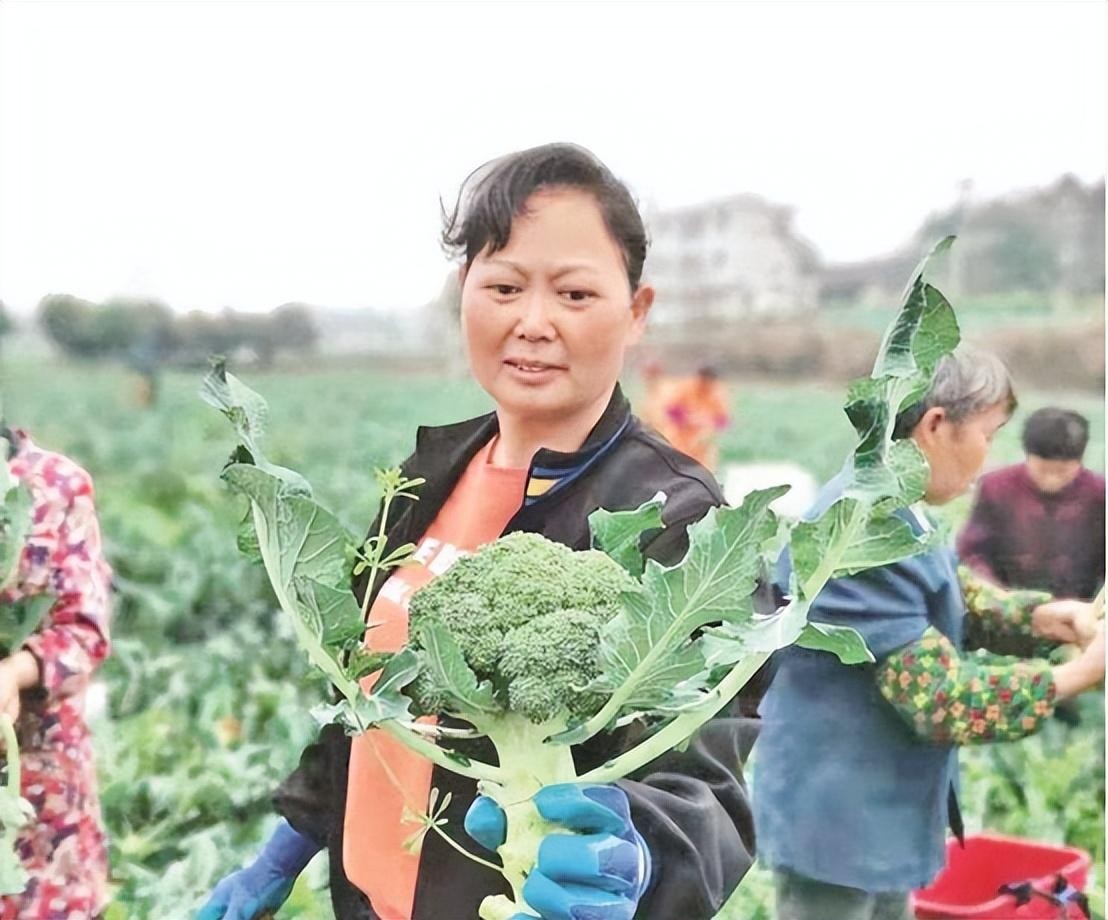 日本垄断西蓝花种子，一年赚取农民几十亿，我国正在加快国产化