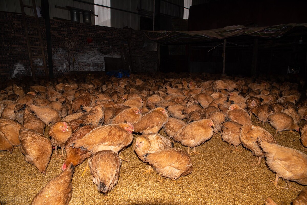 鸡过料拉稀吃什么药好得快,鸡腹部肿胀拉稀是怎么回事