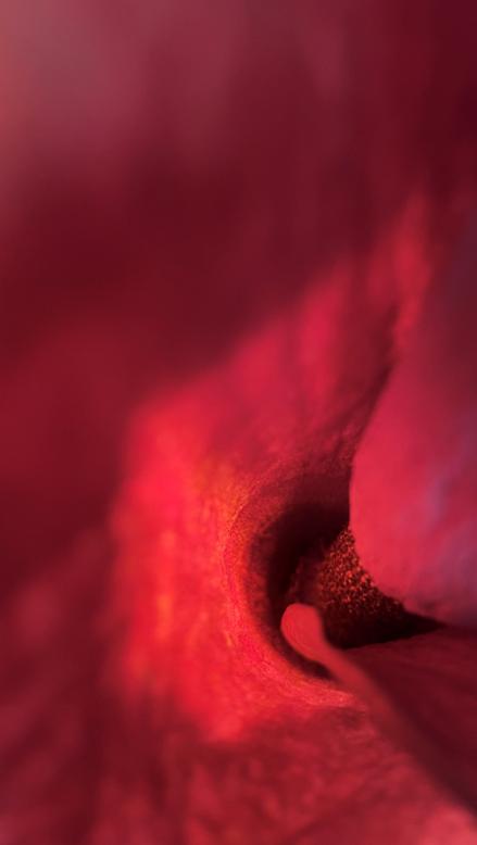 麻辣烫用料魔芋是荤菜还是素菜,魔芋爽是素菜还是荤菜