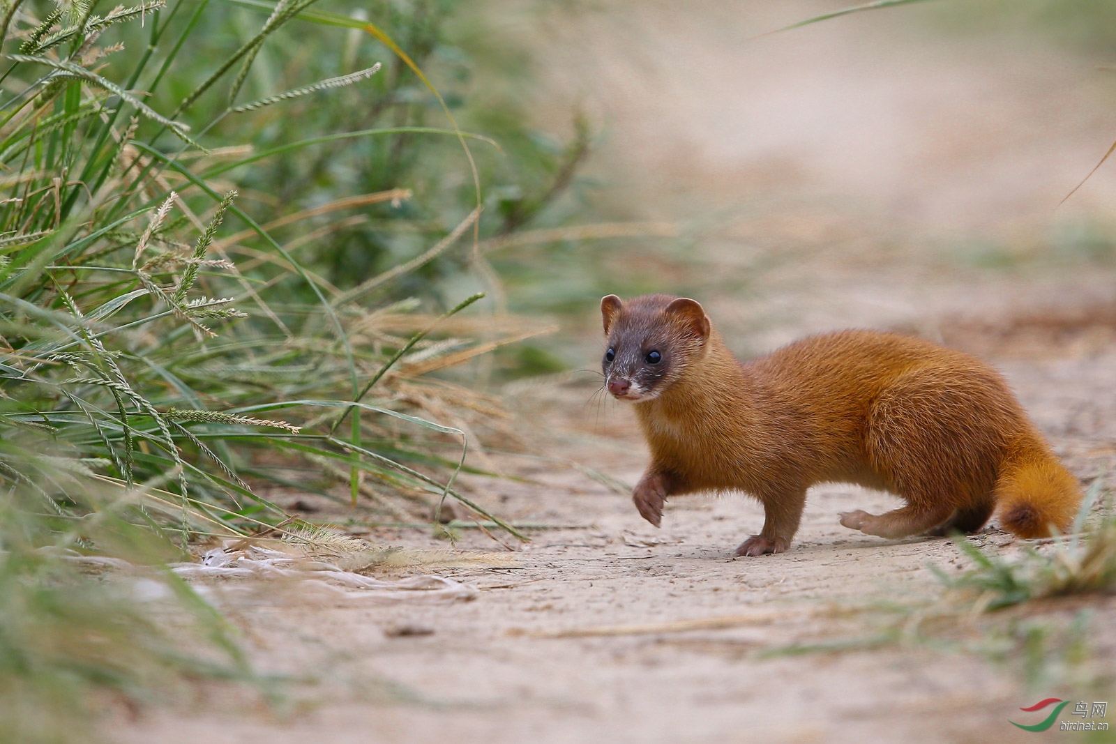 黄鼠狼不能打什么原因,为什么黄鼠狼到人家不能打