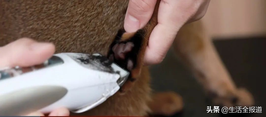 猫咪夏天掉毛严重怎么办,夏季猫咪掉毛严重用什么梳子