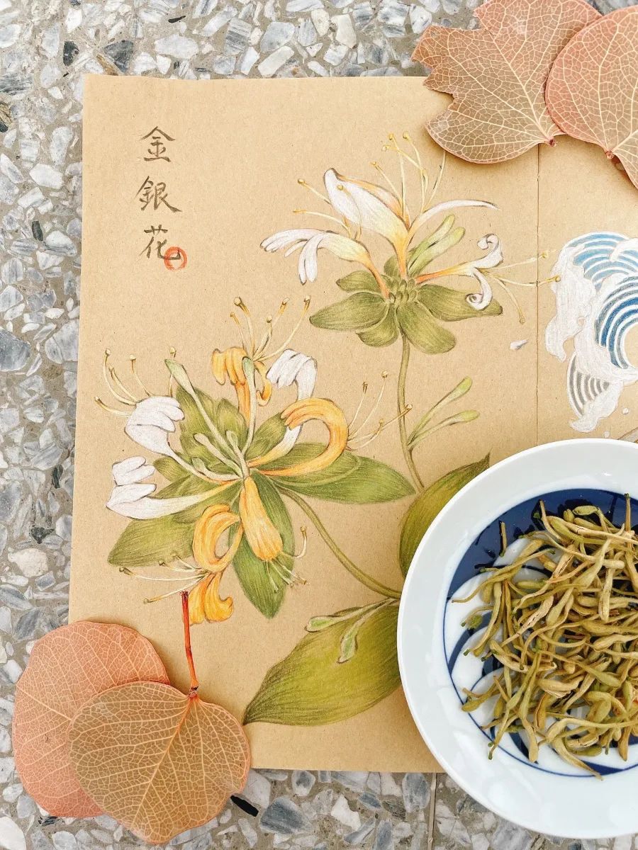 美翻了！在台湾中医师笔下，中药化为疗愈插画