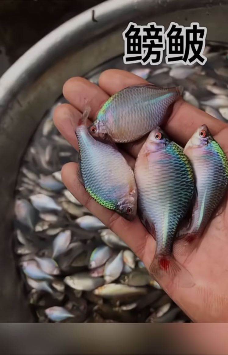 野钓用红虫钓小鱼闹窝怎么办,野钓小鱼闹窝怎么解