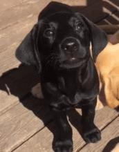 黑色拉布拉多和金毛哪个好养,农村养黑色拉布拉多