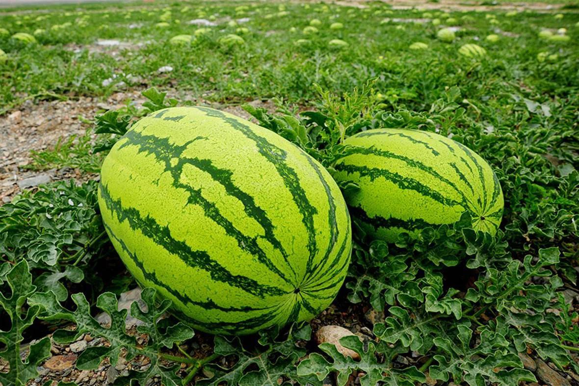 中国八个西瓜之乡,中国十大西瓜之乡名单