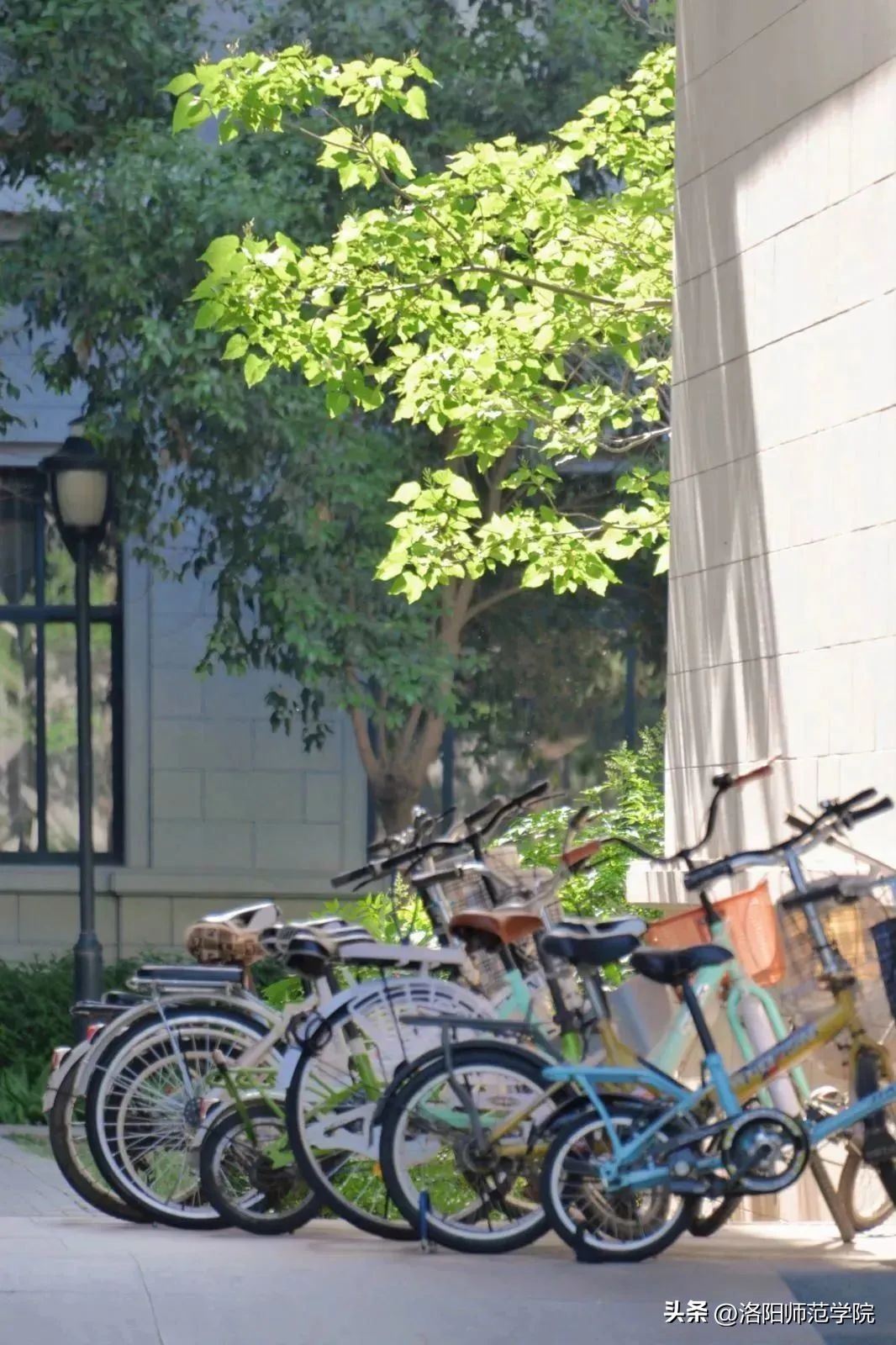 欢迎报考！选择洛师的N个理由