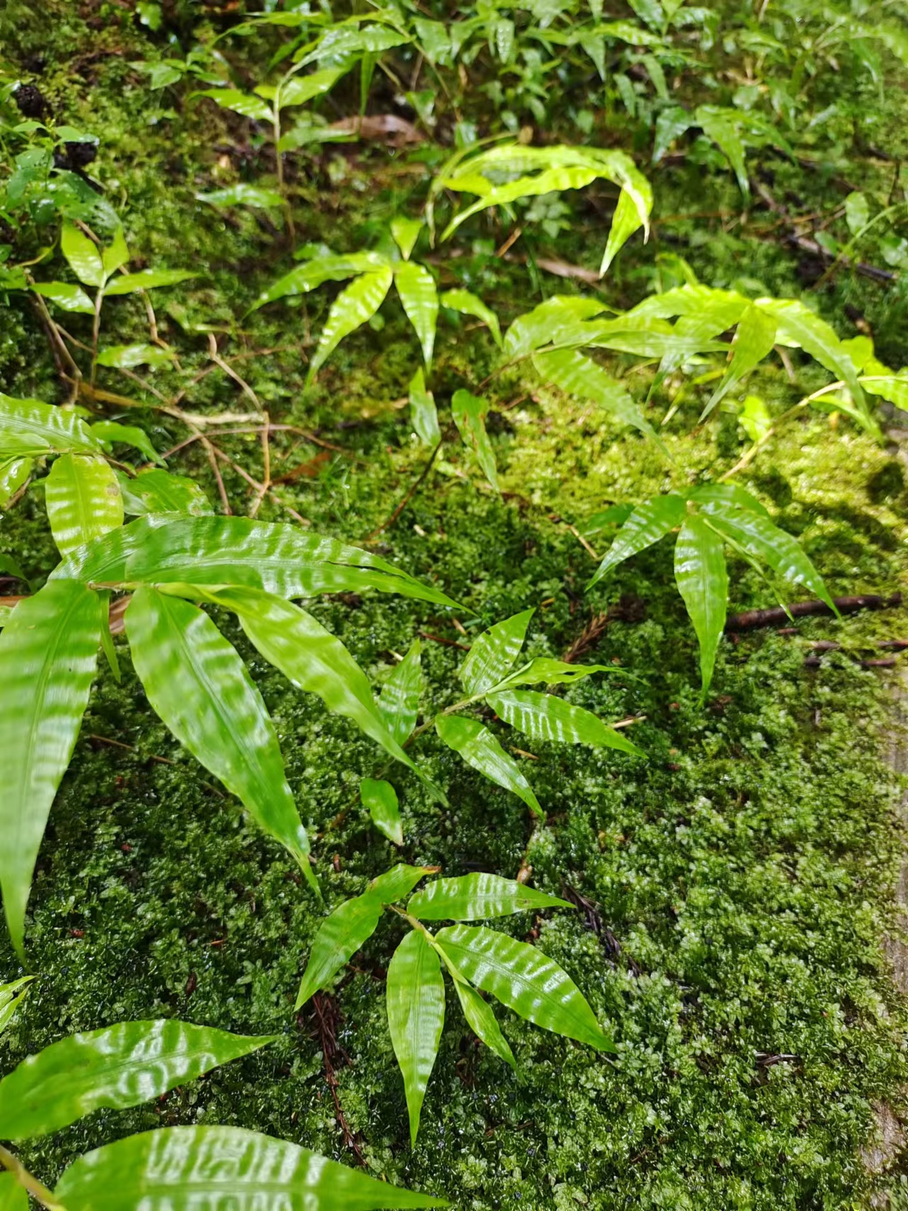 重庆石柱黄水避暑胜地,重庆旅游凉快的地方石柱黄水景区