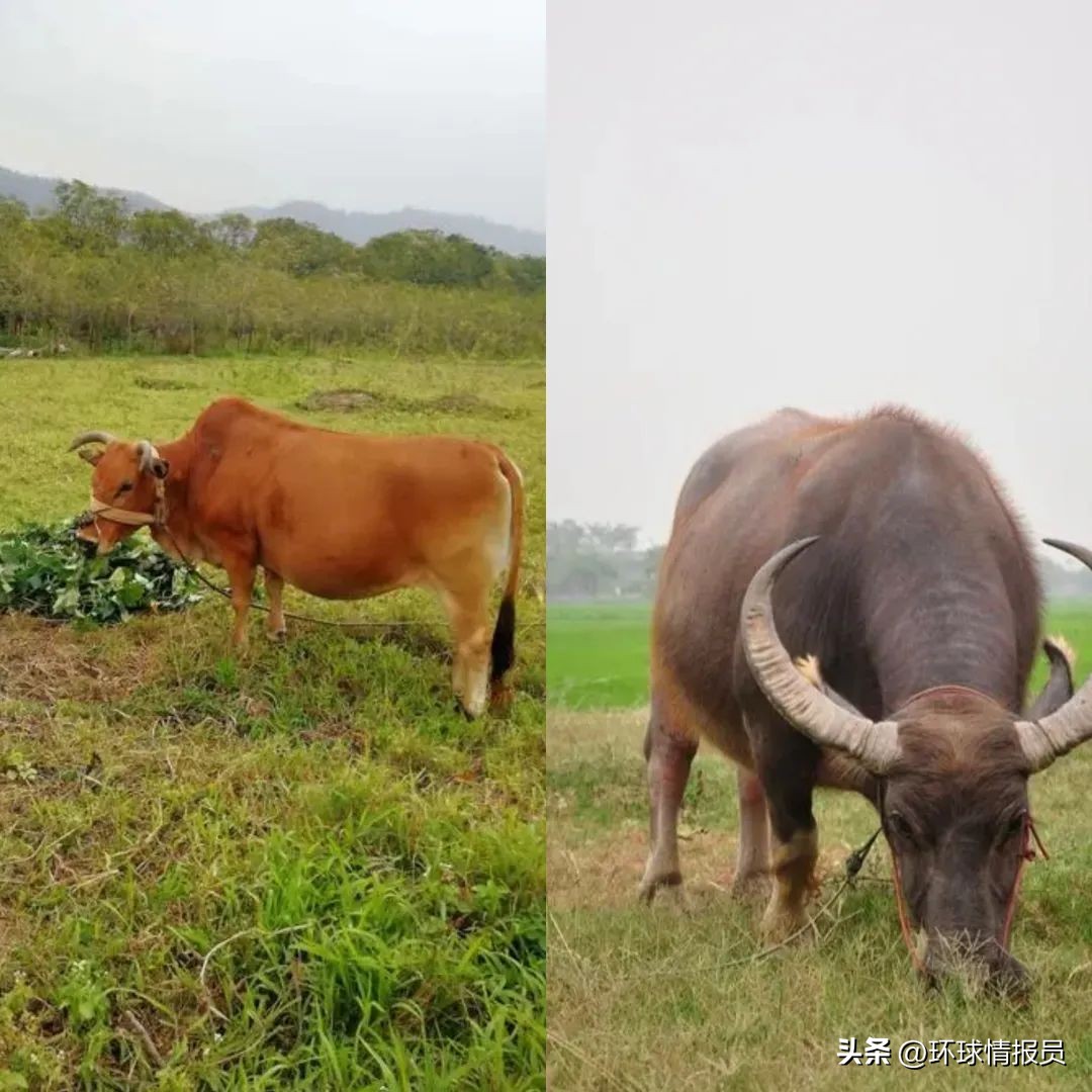 猫也能混进十二生肖？越南为什么不过兔年，而是过猫年？