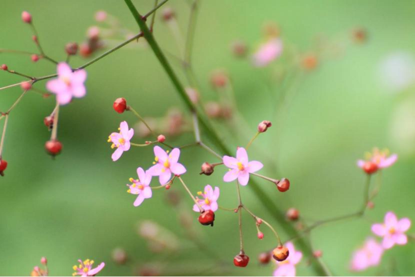 土人参的花食用方法,大山里美味的野菜土人参价值