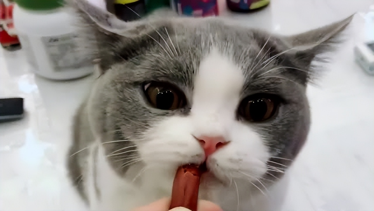 英短猫怎样才能哄好,英短猫抓不抓鼠