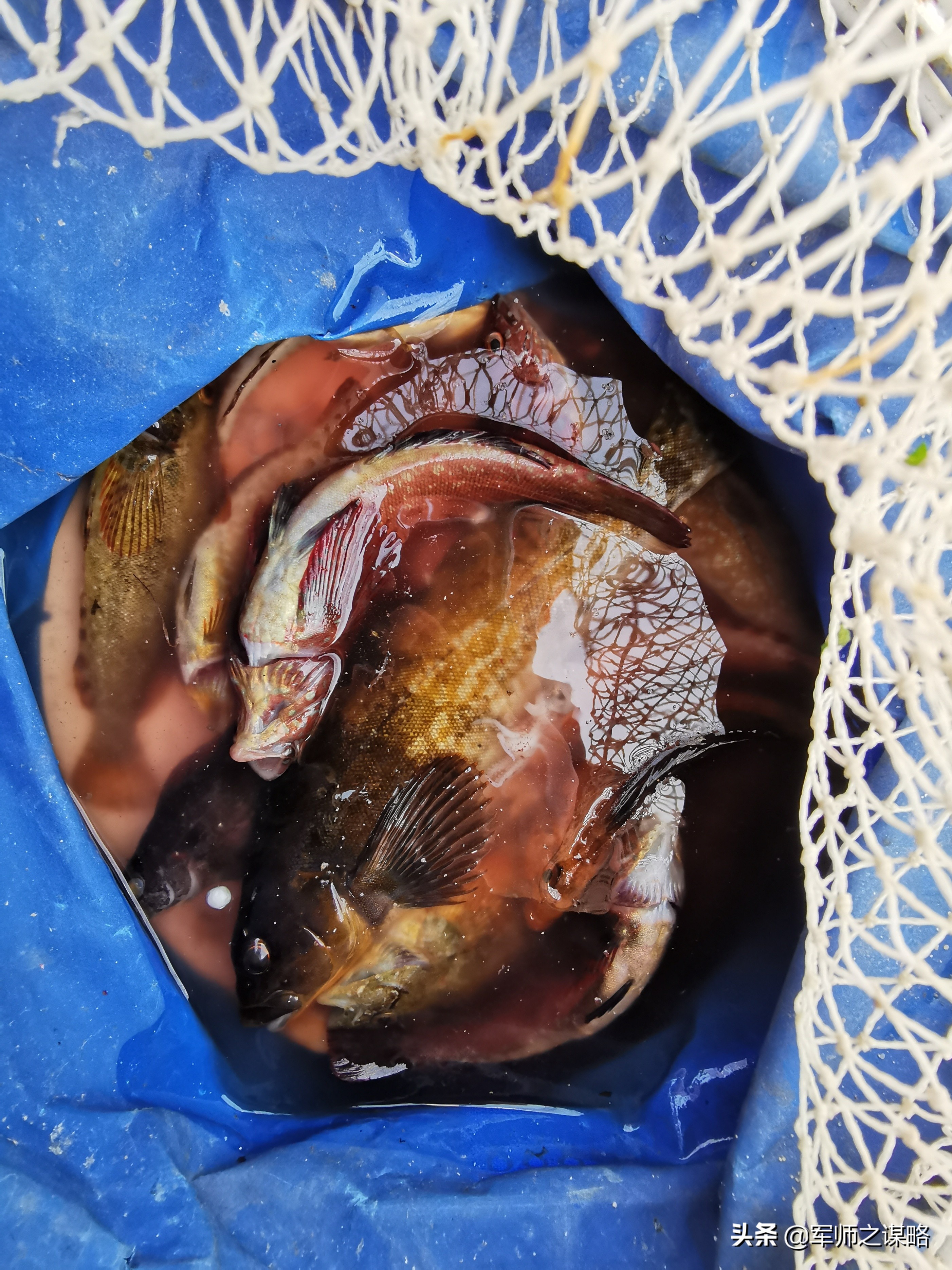 大连赶海去黄海还是渤海,大连海岸线旅游攻略