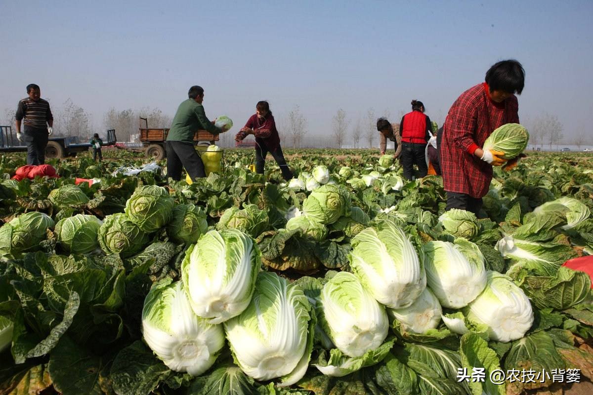 怎么种大白菜才高产,怎么种大白菜高产