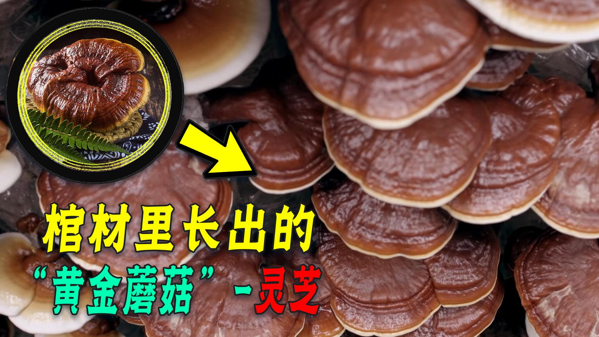 村民挖到肉灵芝是什么,村民挖到肉灵芝后续