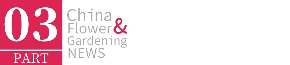 什么树会引起过敏性鼻炎,城市种植什么树最好